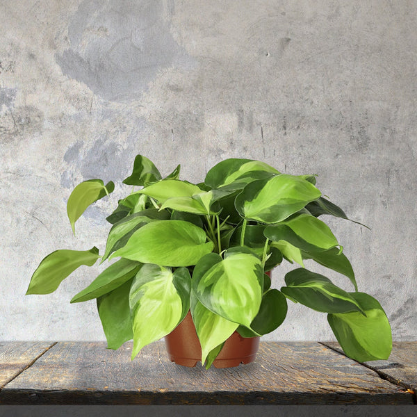 brazil pothos light Pothos Brazil – Gypsy Yoga Mama