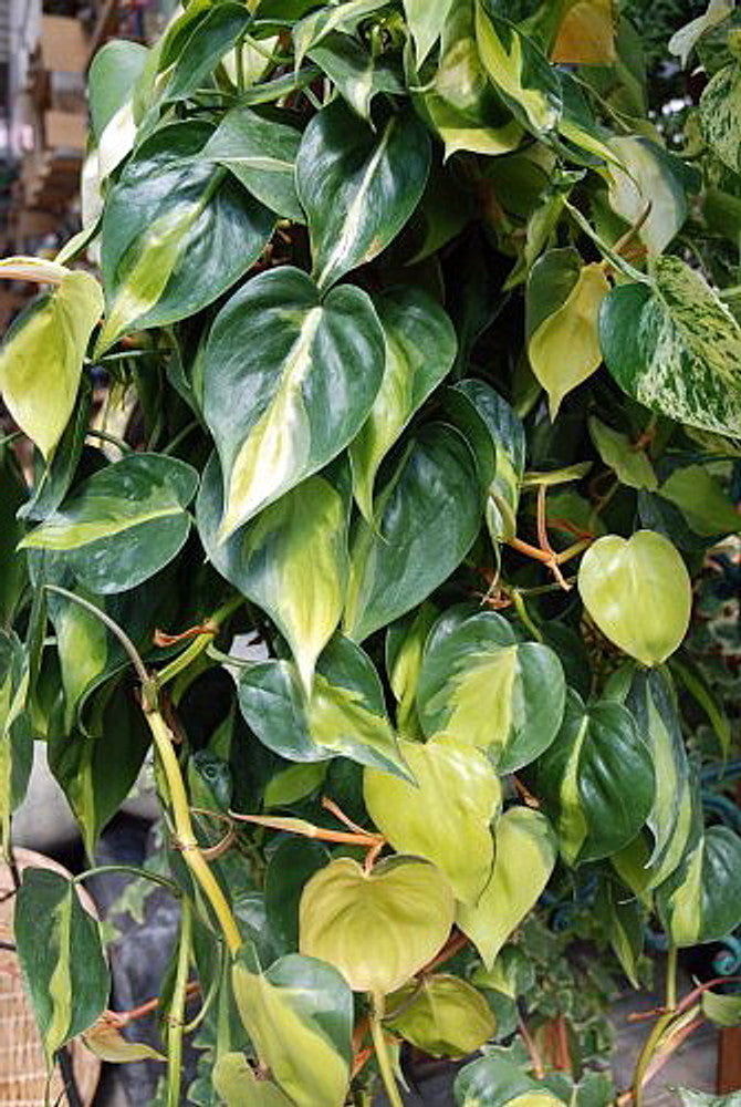 pothos brasil plant Pothos Brazil – Gypsy Yoga Mama